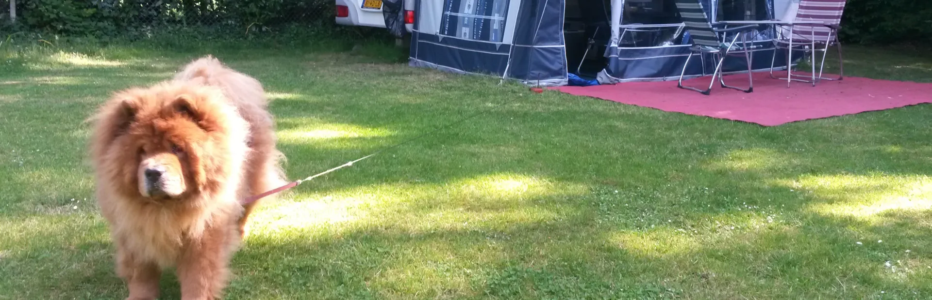 Hond aangelijnd