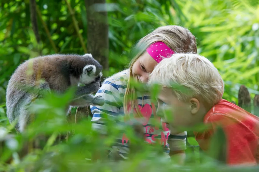 Kids ringstaartmaki copyright apenheul bij tekst