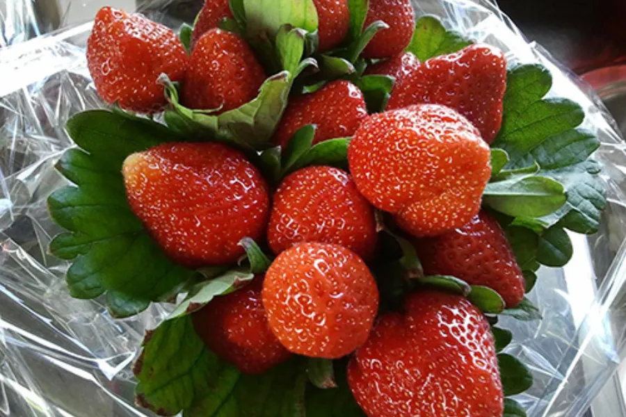 Aardbeientuin 1