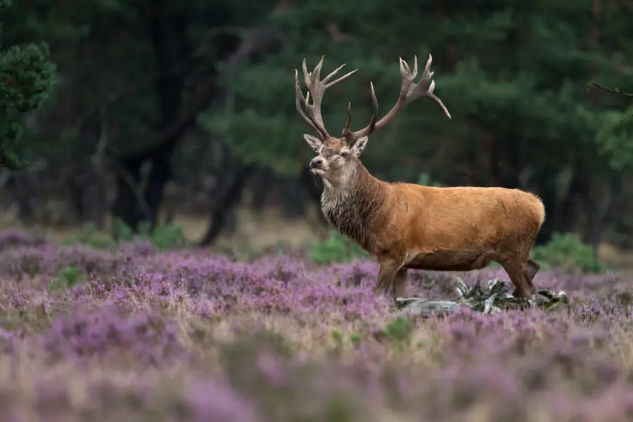 Hert op de Veluwe omgeving camping Zandhegge