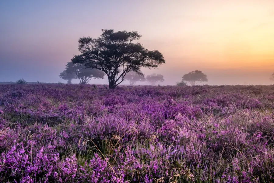 Heide In De Ochtend