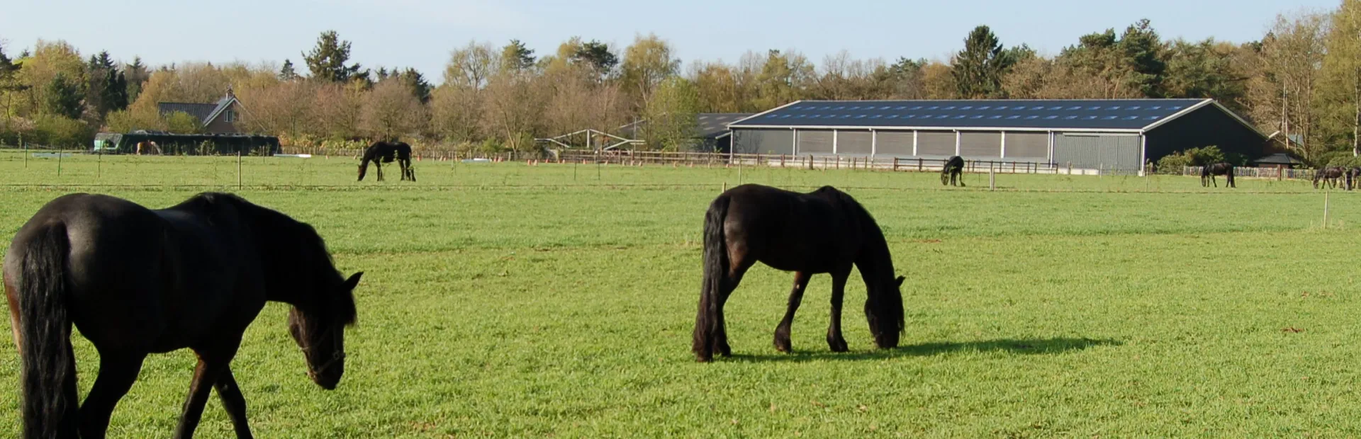 Header Stalhouderij het Zwarte Paard