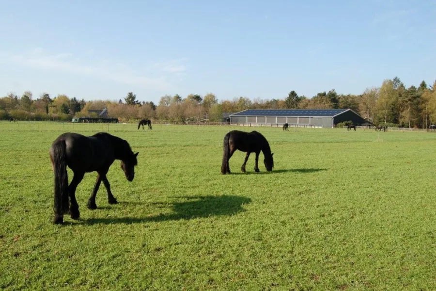 Banner Stalhouderij het Zwarte Paard