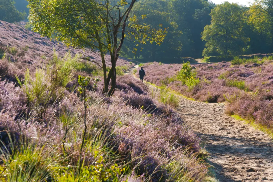 Wandelen