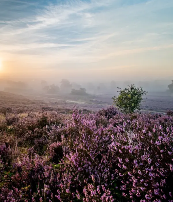 Ochtend gloren heide hei Veluwe Marten Boeve Bocam Creates 2 low res