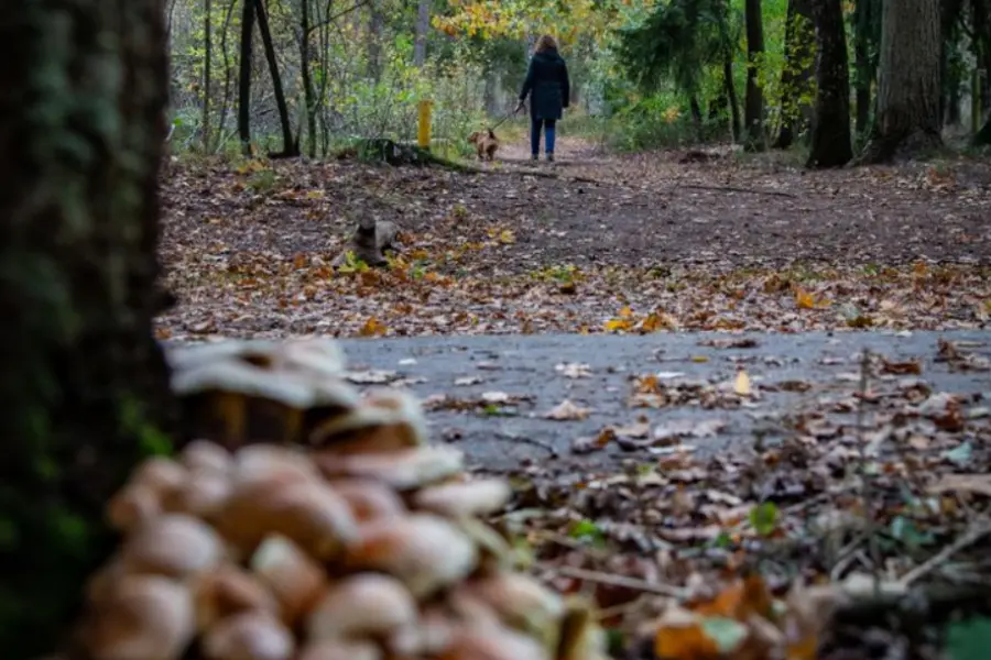 Herfst