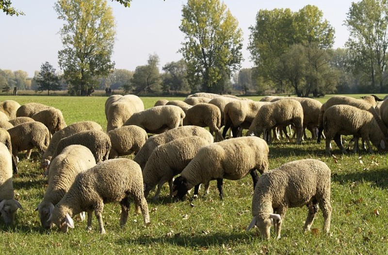kudde schapen.jpg
